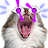 BookOfPussyCats