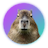 Capybara