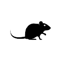 Rat Roulette